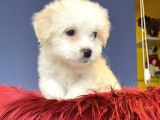 Anne Altından Maltese Terrier