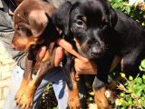 King Doberman 