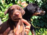 King Doberman 