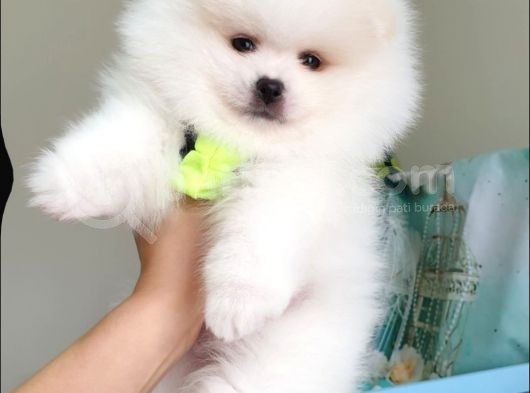 Pomeranian Boo Teddy Bear Yavrular görsel