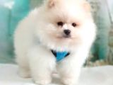 Pomeranian Boo Teddy Bear Yavrular