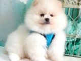 Pomeranian Boo Teddy Bear Yavrular