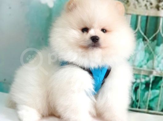 Pomeranian Boo Teddy Bear Yavrular görsel