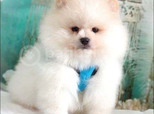 Pomeranian Boo Teddy Bear Yavrular görsel