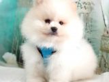 Pomeranian Boo Teddy Bear Yavrular