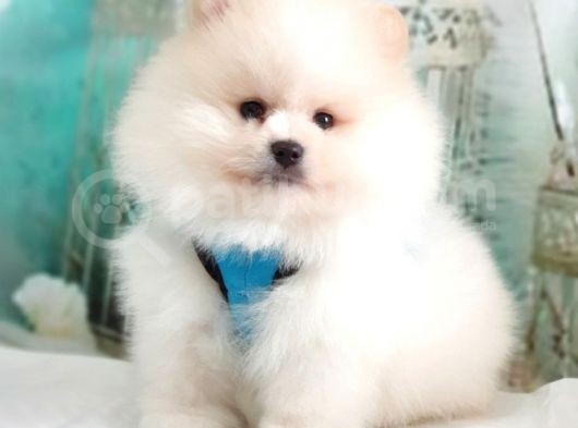 Pomeranian Boo Teddy Bear Yavrular görsel