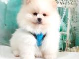 Pomeranian Boo Teddy Bear Yavrular