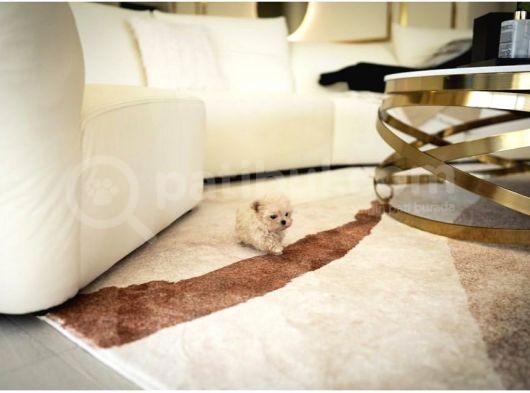 Birbirinden Sevimli Maltipoo Yavrularımız görsel