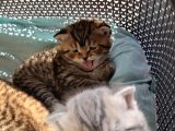 Scottish Fold Secereli Bebekler
