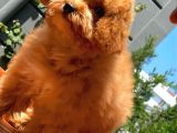 Maltipoo Yavrularımız