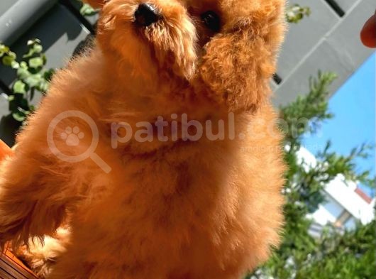 Maltipoo Yavrularımız görsel