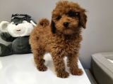 %100 Orjinal Toy Poodle Yavrularimiz
