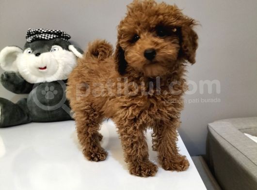 %100 Orjinal Toy Poodle Yavrularimiz görsel