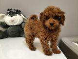 %100 Orjinal Toy Poodle Yavrularimiz