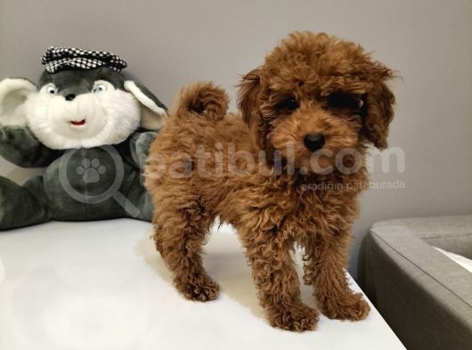 %100 Orjinal Toy Poodle Yavrularimiz görsel