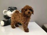 %100 Orjinal Toy Poodle Yavrularimiz