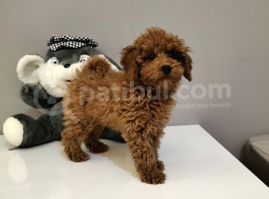 %100 Orjinal Toy Poodle Yavrularimiz görsel