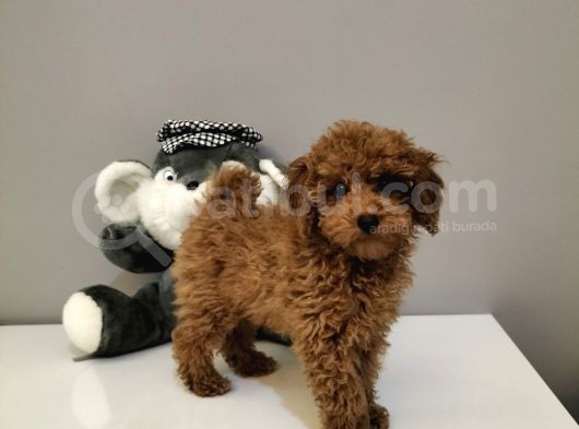 %100 Orjinal Toy Poodle Yavrularimiz