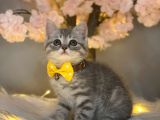 Orji̇nal Safkan Bri̇ti̇sh Shorthai̇r Whi̇skas