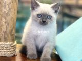 Maviş Blue Point British Shorthair Yavrularımız