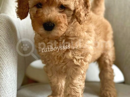 Apricot Poodle Erkek Yavrumuz görsel