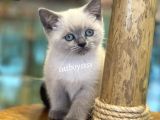 Maviş Blue Point British Shorthair Yavrularımız