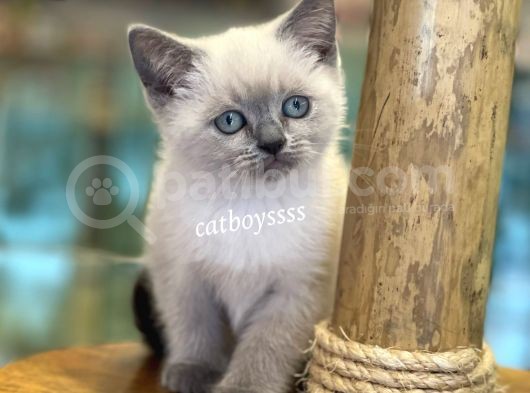 Maviş Blue Point British Shorthair Yavrularımız