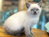 Blue Point British Shorthair Yavrularımız