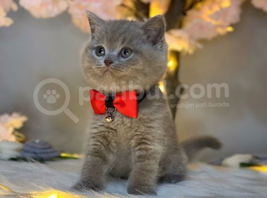 Nadi̇r & Özel Renk Bri̇ti̇sh Shorthai̇r Li̇lac görsel