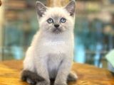 Blue Point British Shorthair Yavrularımız