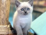 Maviş Blue Point British Shorthair Yavrularımız