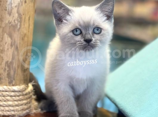 Maviş Blue Point British Shorthair Yavrularımız görsel