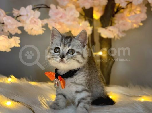 Üst Kali̇te Bri̇ti̇sh Shorthai̇r Si̇lver Tabby görsel