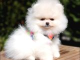 Teddy Face Pomeranian Boo Yavrularımız