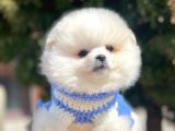 Ayı Surat Sevimli Boo Pomeranian Yavrular
