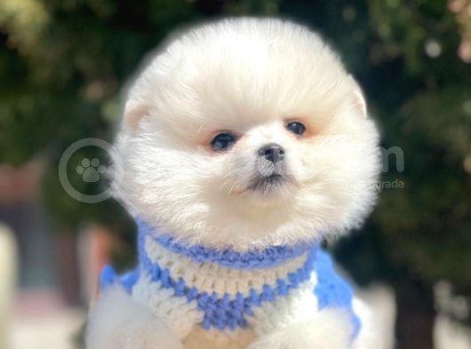 Ayı Surat Sevimli Boo Pomeranian Yavrular görsel