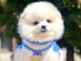 Ayı Surat Sevimli Boo Pomeranian Yavrular