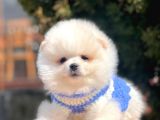 Ayı Surat Sevimli Boo Pomeranian Yavrular