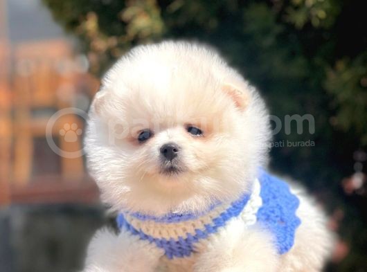 Ayı Surat Sevimli Boo Pomeranian Yavrular