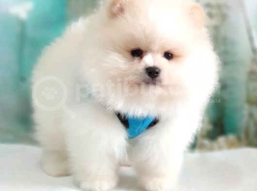 Teddy Face Pomeranian Boo Yavrularımız görsel