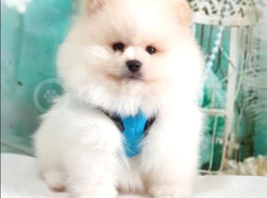 Teddy Face Pomeranian Boo Yavrularımız
