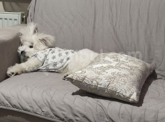 5.5Aylik Dişi Maltese Cinsi Köpeğimi Sahiplendirmek Zorundayız