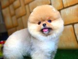 Ayı Surat pomeranian Boo Yavrularımız