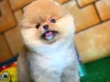 Ayı Surat Pomeranian Boo Yavrularımız