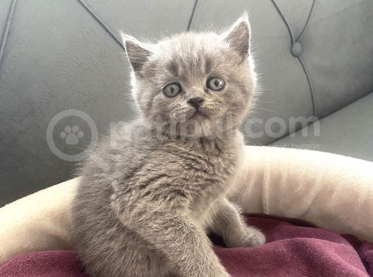 Scottish/British Fold Blue Point görsel