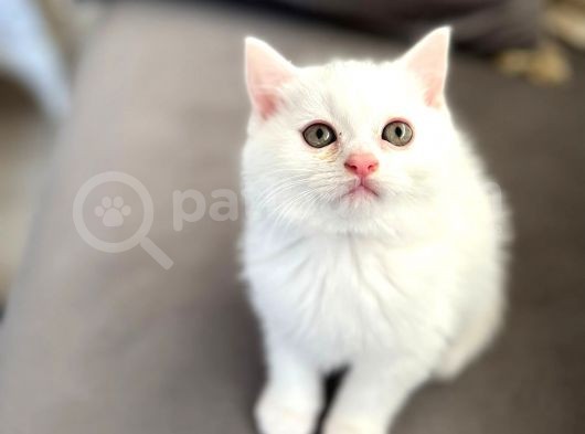British Longhair Erkek görsel
