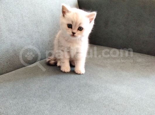 Minik Yavrular Aile Arıyor görsel
