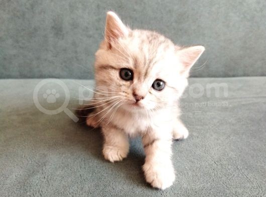 Minik Yavrular Aile Arıyor görsel