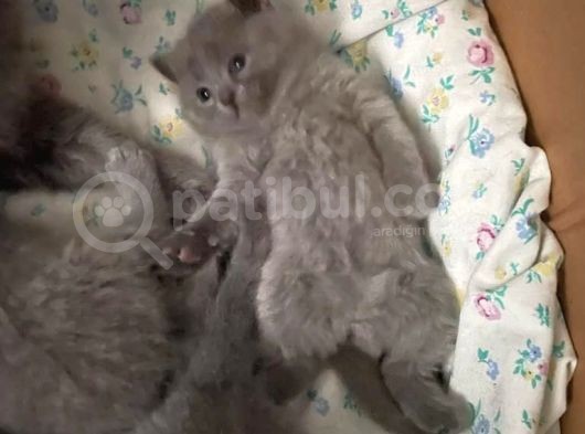 Bri̇ti̇sh Shorthai̇r 27 Şubat Şubat Doğumlu Safkan
