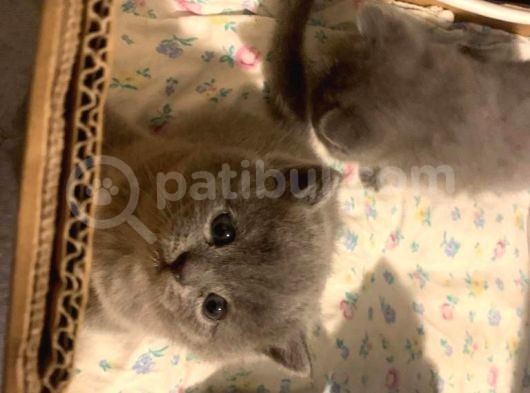 Bri̇ti̇sh Shorthai̇r 27 Şubat Şubat Doğumlu Safkan görsel